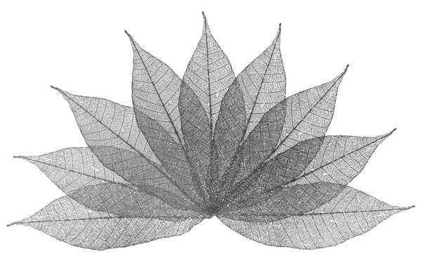 feuilles s&egrave;ches d&eacute;structur&eacute;es sur fond blanc 