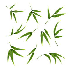 Naklejka premium A set of decorative green twigs. Bamboo twigs with leaves isolated on a white background