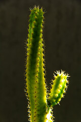 Close up minimalist photo of a cactus.