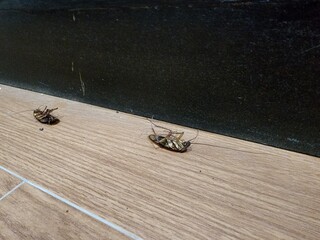 Cockroaches are carriers and spread harmful bacteria, which is a major cause of respiratory allergies. It is an ancient insect.