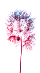 Allium on a white background. Minimalistic botanical illustration of a pink flower. Vertical poster. Greeting card design.