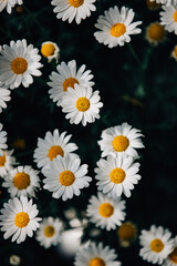Fototapeta premium Daisys