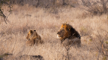 a mating pair of lion early morning