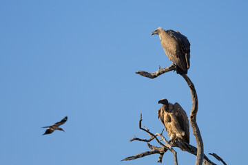 white-backed vultures perched in a dead tree