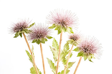 Obraz premium Closeup of Pink Thistle Flowers with White Background