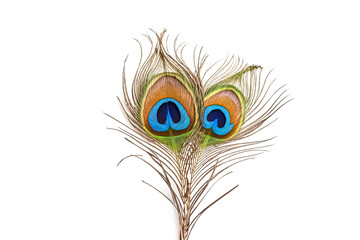 Obraz premium Peacock feather with two eyes on white background