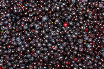 Freshly picked organic wild blueberries