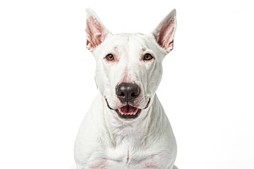 White Bull Terrier Dog Portrait