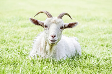 Obraz premium White Goat Lying in Grass