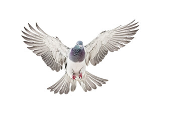 Obraz premium Pigeon in flight, isolated on white background