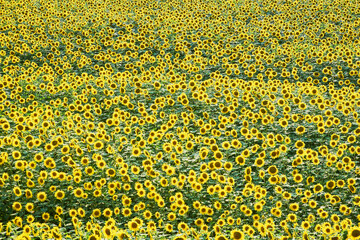 A vibrant field of blooming sunflowers stretches across the landscape, creating a sea of bright yellow and green, capturing the beauty and vitality of nature in full bloom.