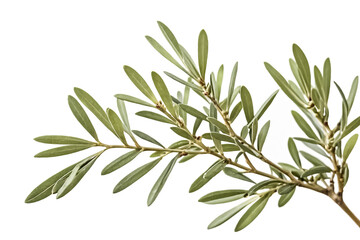 Olive Branch with Green Leaves Isolated on White Background