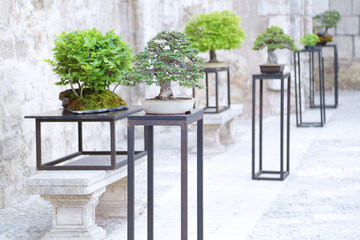 Several bonsais of different species at a bonsai exhibition.