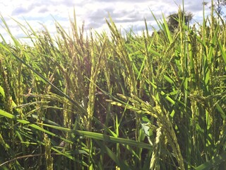 Fototapeta premium green grass in the wind