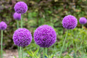 A unique allium giganteum flower with large spherical flowers.　