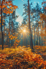 Autumn forest nature. Vivid morning in colorful forest with sun rays through branches of trees. Scenery of nature with sunlight