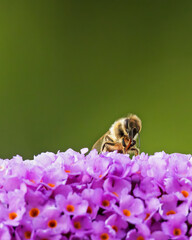 Westliche Honigbiene auf Flieder
