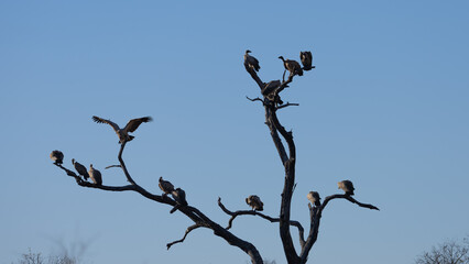 white-backed vultures perched in a dead tree