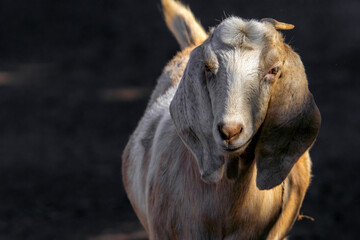 Fototapeta premium Cabra en la granja mirando a la cámara, con orejas largas y cachos pequeños