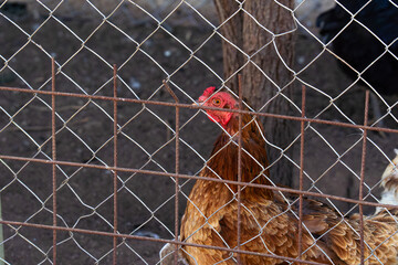 Gallina en el gallinero de la granja