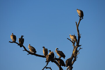 white-backed vultures perched in a dead tree