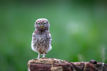 Little Owl juvenile (athena noctua) on a branch waiting for food from the parents in Noord Brabant in the Netherlands