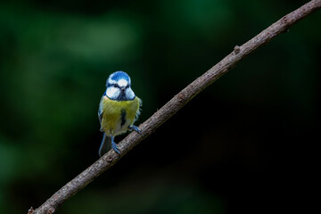 Eurasian blue tit (Cyanistes caeruleus) sitting on a branch in the forest in the Netherlands. Black background.