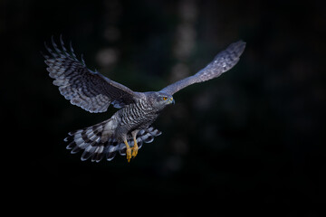 Northern goshawk (accipiter gentilis)  flying in a beam of light over an open spot in the forest of Noord Brabant in the Netherlands. Black background.