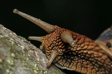 cornu aspersum snail animal macro photo