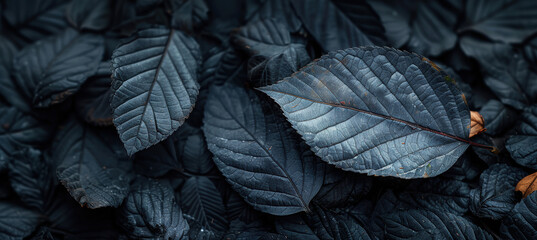 Fototapeta premium Leaf Against Black Background