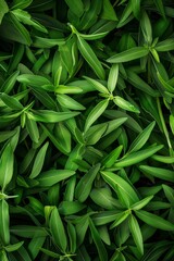 Obraz premium Tarragon texture background, estragon leaf banner, Artemisia dracunculus pattern, fresh herbal leaves