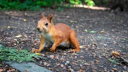 squirrel in the park