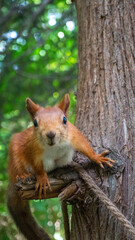 squirrel on a tree