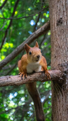 squirrel on a tree