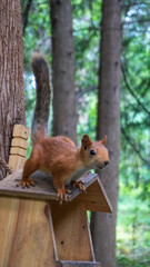 red squirrel on a tree