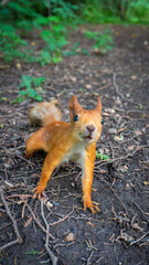 Squirrel in the park begging for food