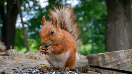 squirrel in the park