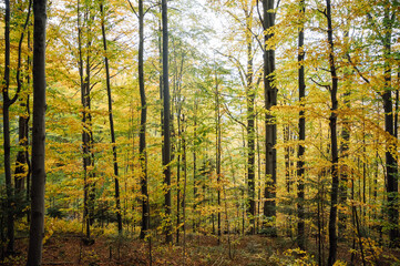 Golden autumn in the Carpathians. Mining arrays combined with trees with yellow leaves. Beautiful clouds and sun