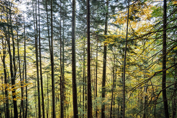 Golden autumn in the Carpathians. Mining arrays combined with trees with yellow leaves. Beautiful clouds and sun