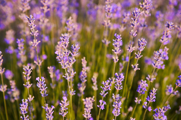 Fototapeta premium Lavender flowers in a field
