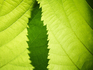 Green leaves macro abstract nature background