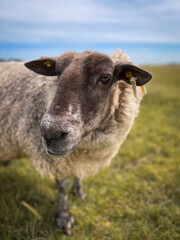 Fototapeta premium Friedliches Schaf auf grüner Wiese unter blauem Himmel