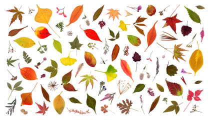 アートのように美しい、小さな秋色のネイチャー素材