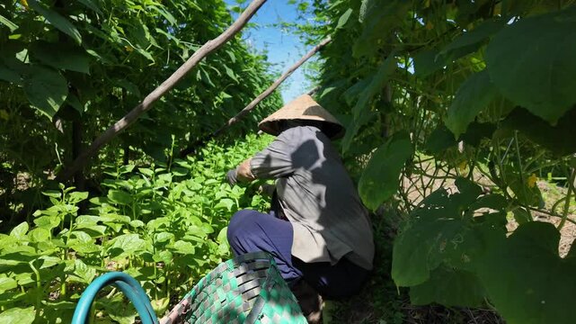 Vietnamese female farmer harvesting agriculture product on Vegetable bed, gardener cutting malabar spinach into basket at Long An, Vietnam