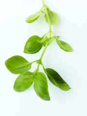 Basil green leaves isolated on white background