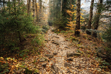 Mountain path among trees and open areas in the Carpathian Mountains. Beautiful nature landscape. Ukraine