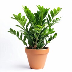 Bright green flowerpot zamioculcas plant in a pot with lush leaves on a white background.