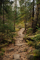 Mountain path among trees and open areas in the Carpathian Mountains. Beautiful nature landscape. Ukraine