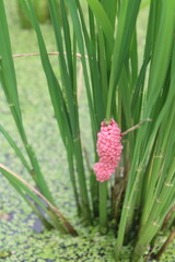 Pink apple snail eggs on rice plant