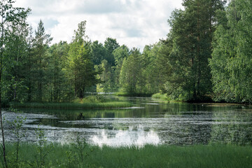 beautiful summer calm lake with reeds in green forest
